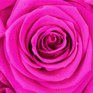 Swatch Hot Pink